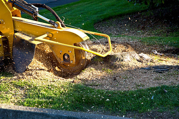 How Our Tree Care Process Works  in  Chincoteague, VA