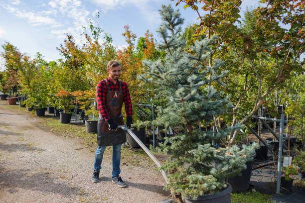 Trusted Chincoteague, VA Tree Care Services Experts